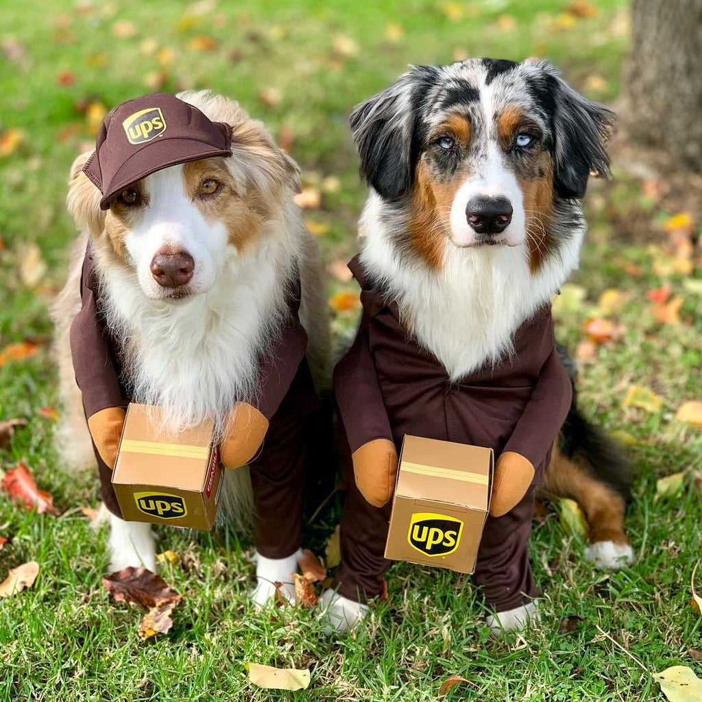 Delivery Driver Dog Costume — UPS or USPS Style