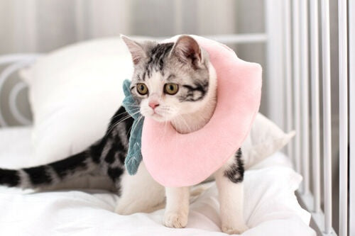 The Flauntly Paws Recovery Collar — Soft Elizabethan Cone for Cats & Kittens