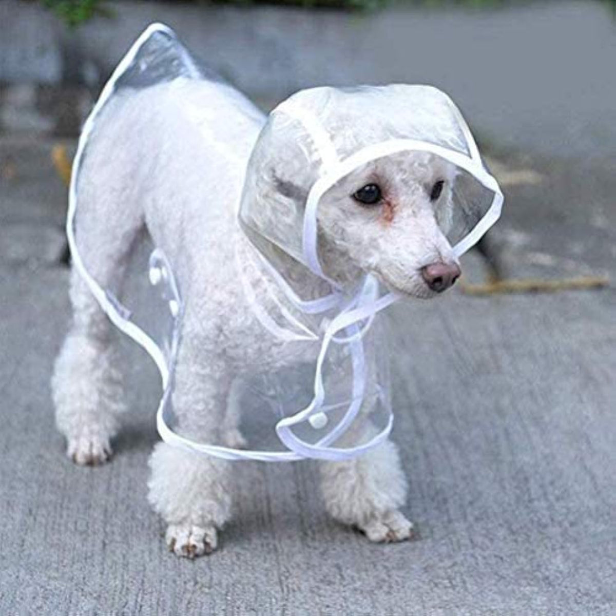 Flauntly Paws Clear Rain Jacket for Dogs