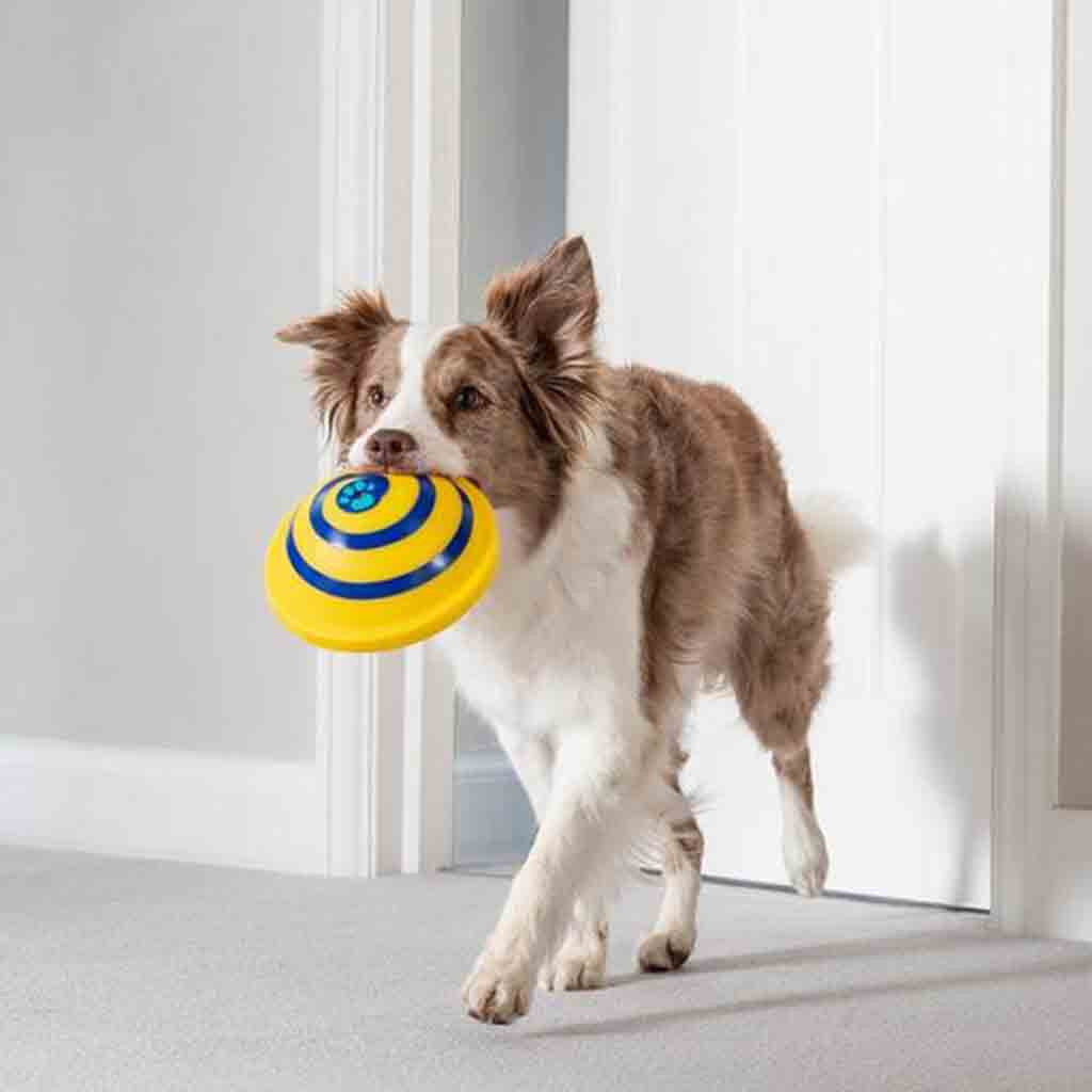 Squeaky Silicone Disc Dog Toy — Soft, Safe & Bouncy Indoor Play