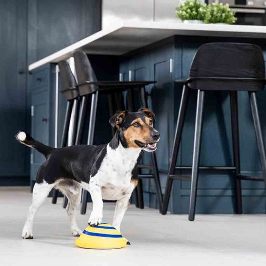 Squeaky Silicone Disc Dog Toy — Soft, Safe & Bouncy Indoor Play