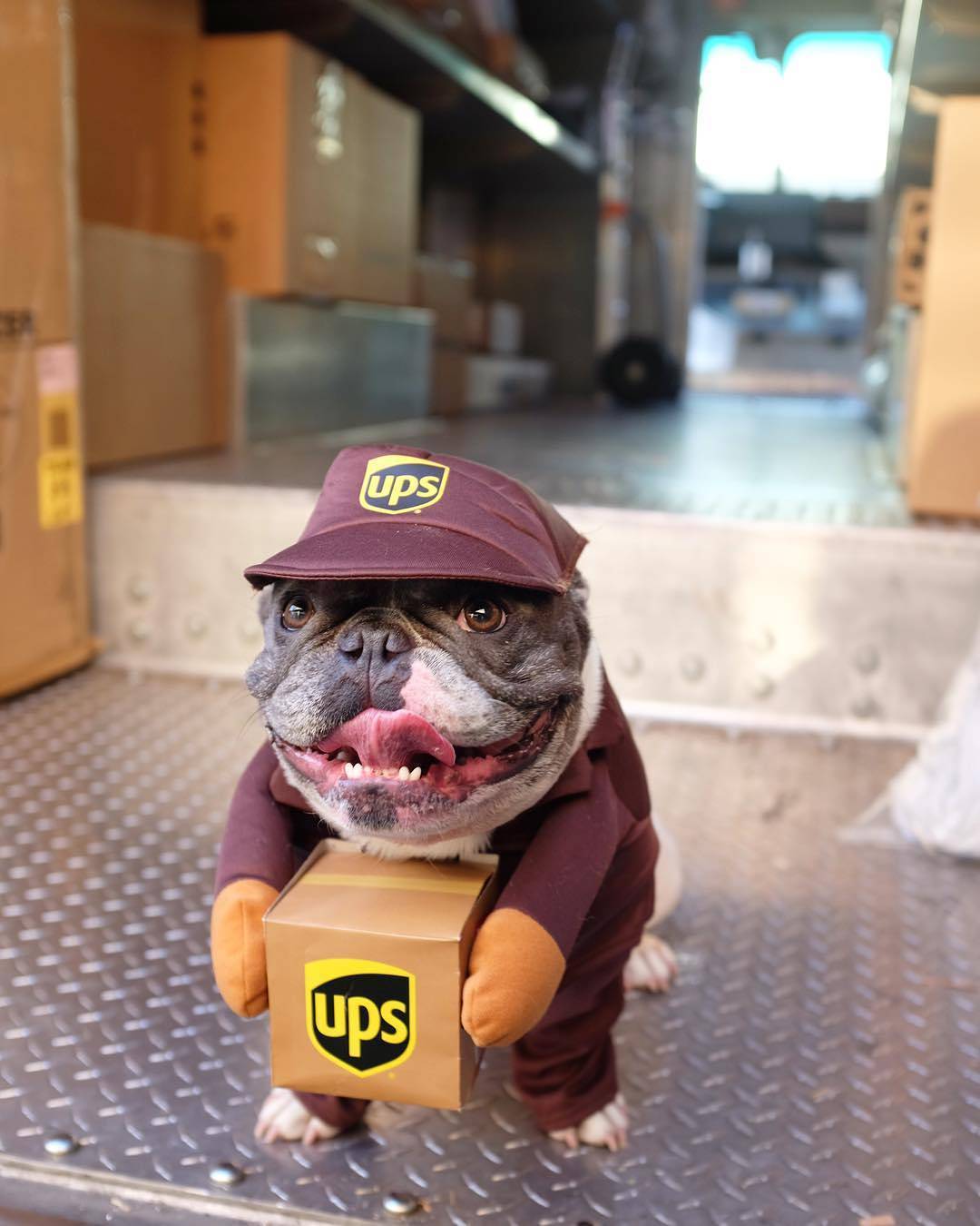 Delivery Driver Dog Costume — UPS or USPS Style