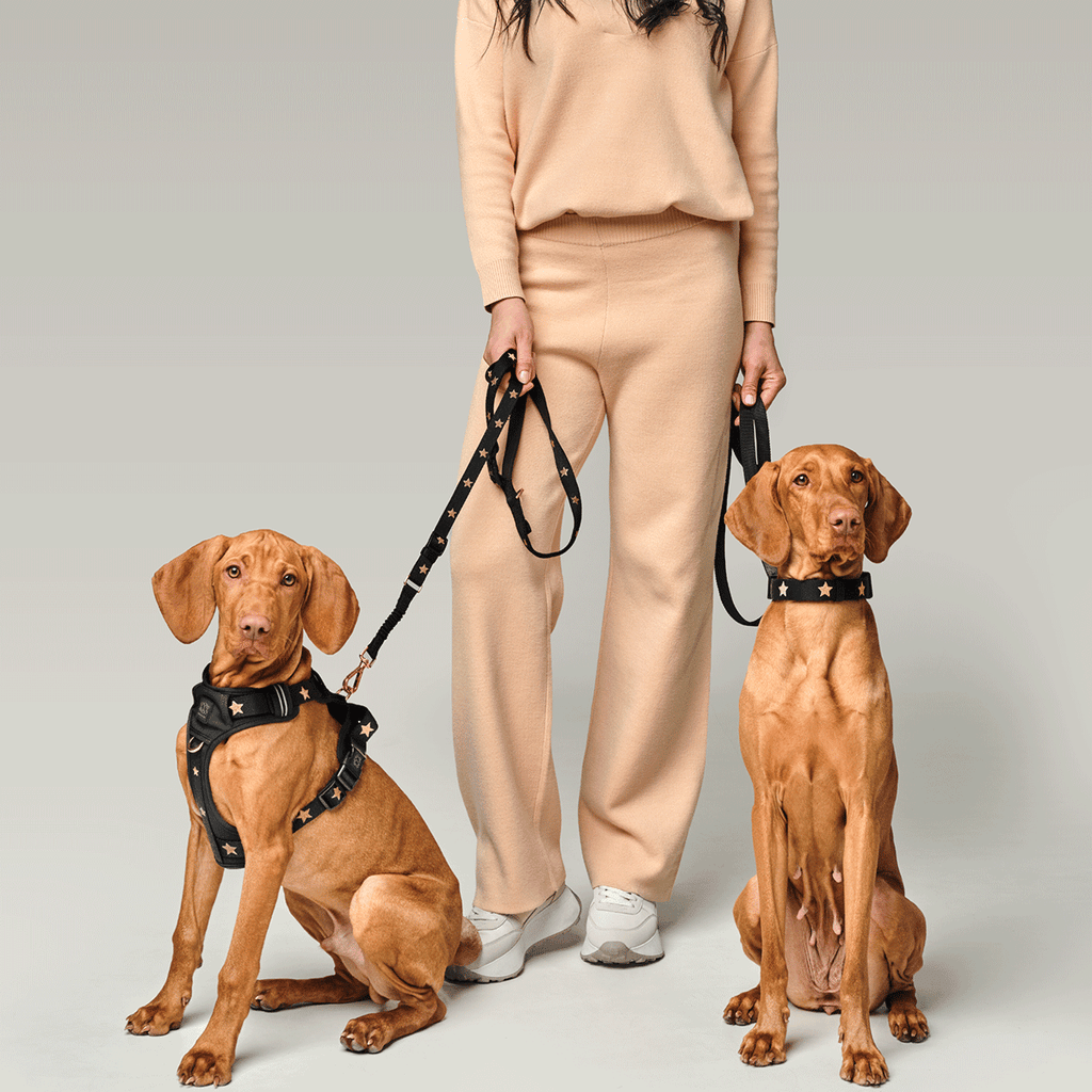 Dogistry NoMad Adjustable Luxe Harness — Rockstar