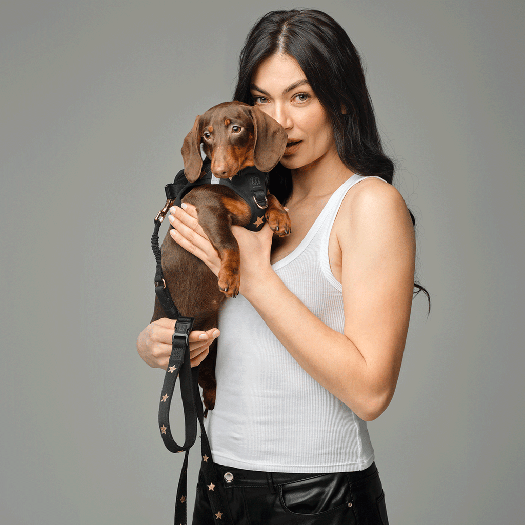 Dogistry 3-in-1 City Dog Leash — Rockstar