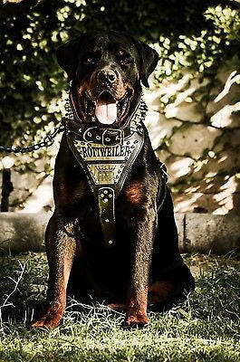 The Maximus Metal Harness