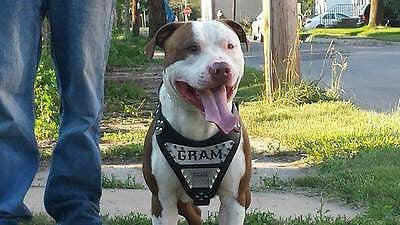 The Maximus Metal Harness