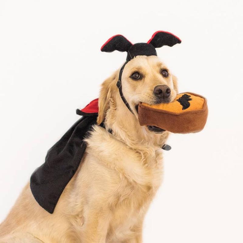 Dracula Halloween Costume Kit for Dogs