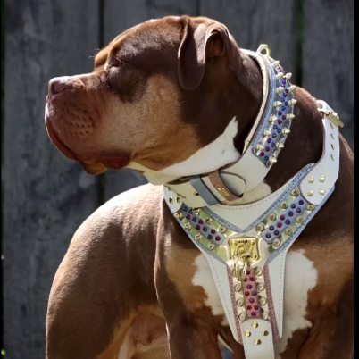 Flauntly Paws The Candy Leather Dog Harness