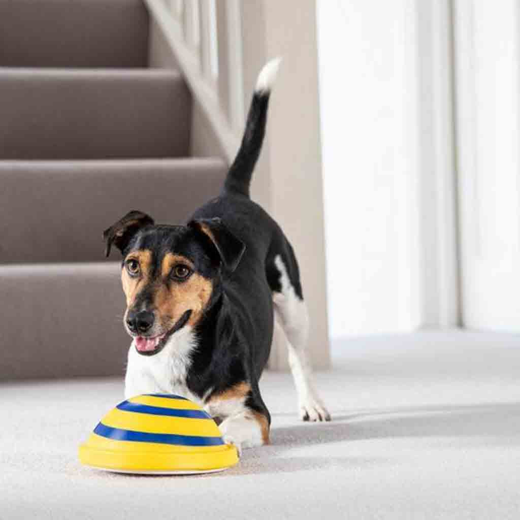 Squeaky Silicone Disc Dog Toy — Soft, Safe & Bouncy Indoor Play