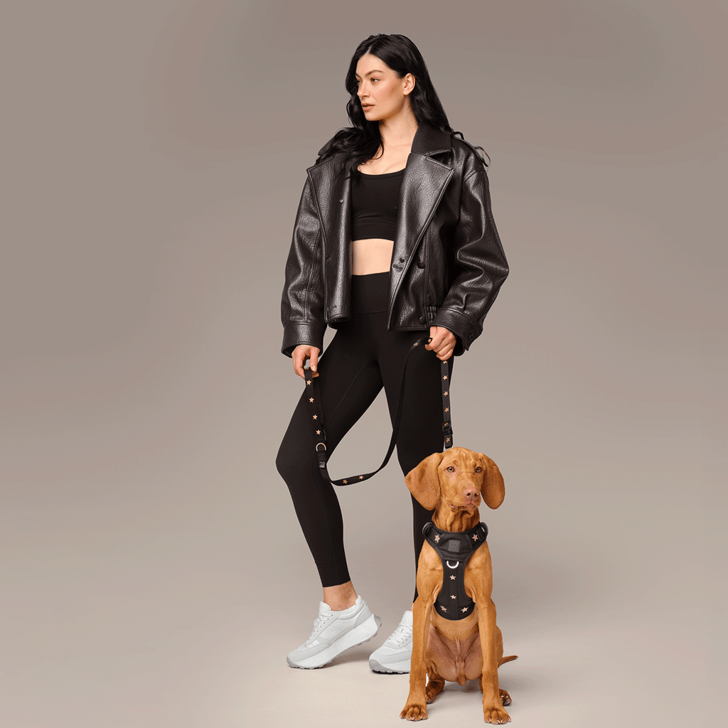 Dogistry NoMad Adjustable Luxe Harness — Rockstar