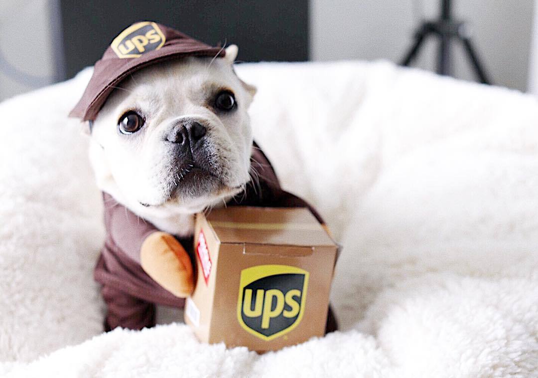 Delivery Driver Dog Costume — UPS or USPS Style