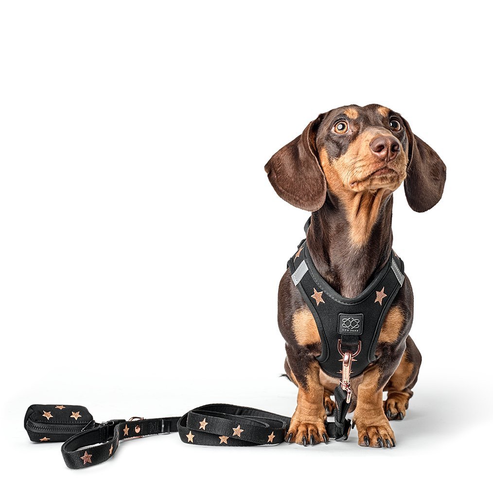 Dogistry 3-in-1 City Dog Leash — Rockstar