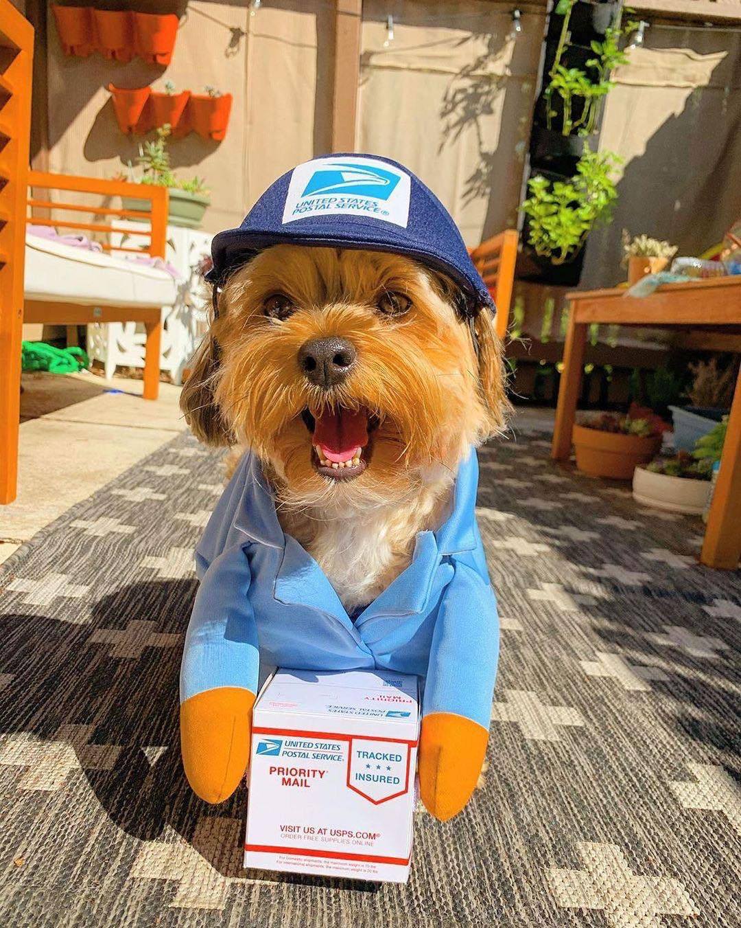 Delivery Driver Dog Costume — UPS or USPS Style