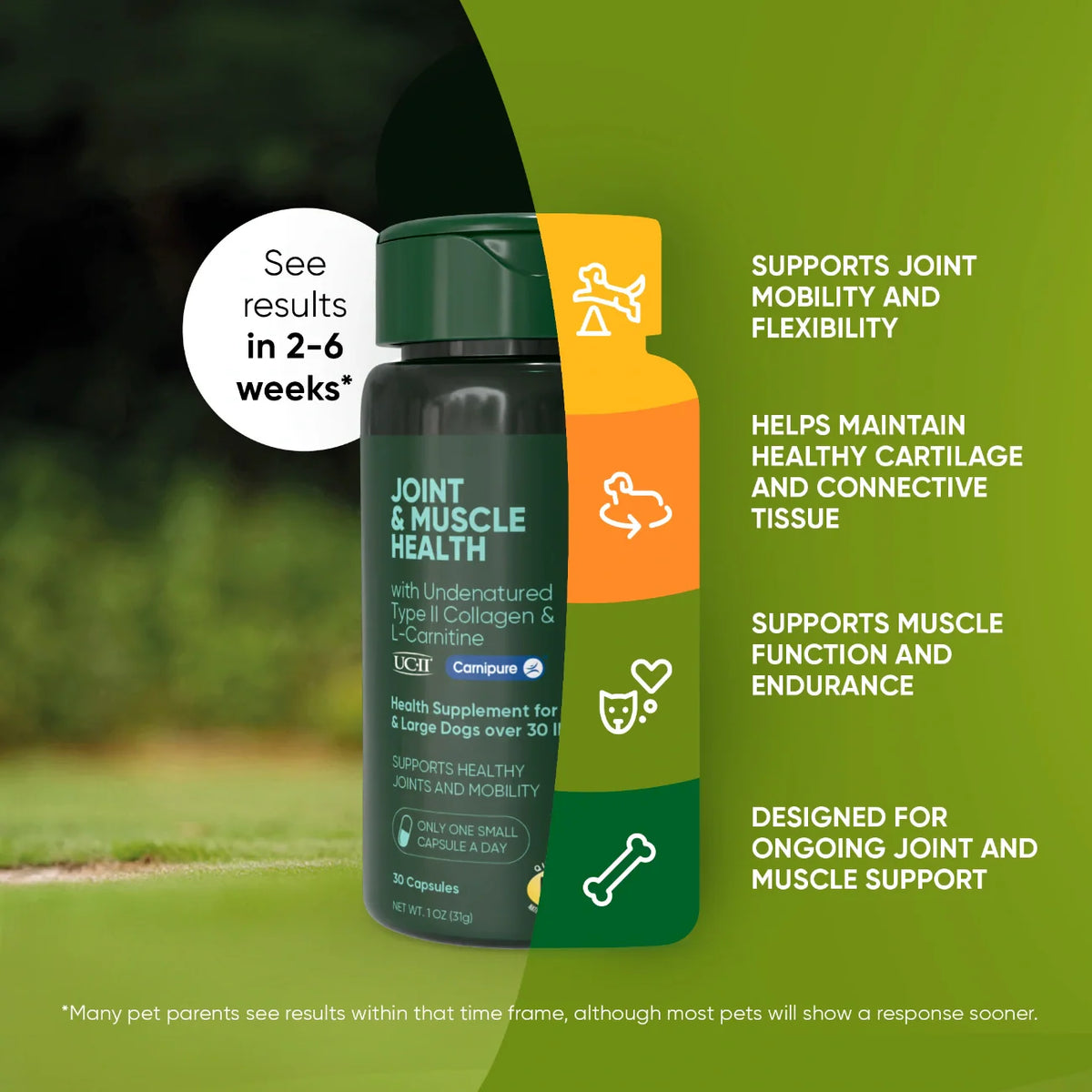 The Joint & Muscle Support