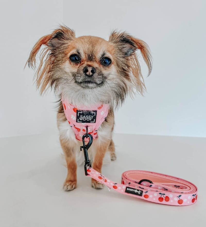 Mon Cherry Fruits Pink Dog Leash