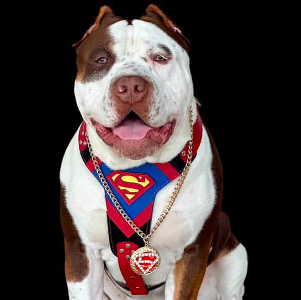 The Hero Harness