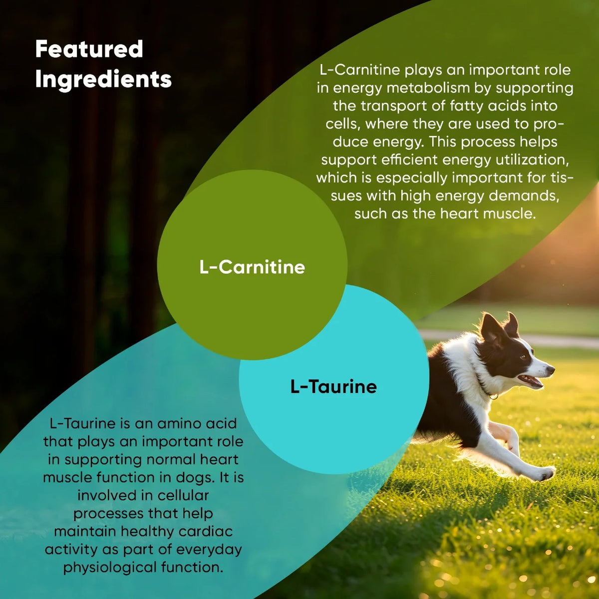 The Cardio Wellness Supplement