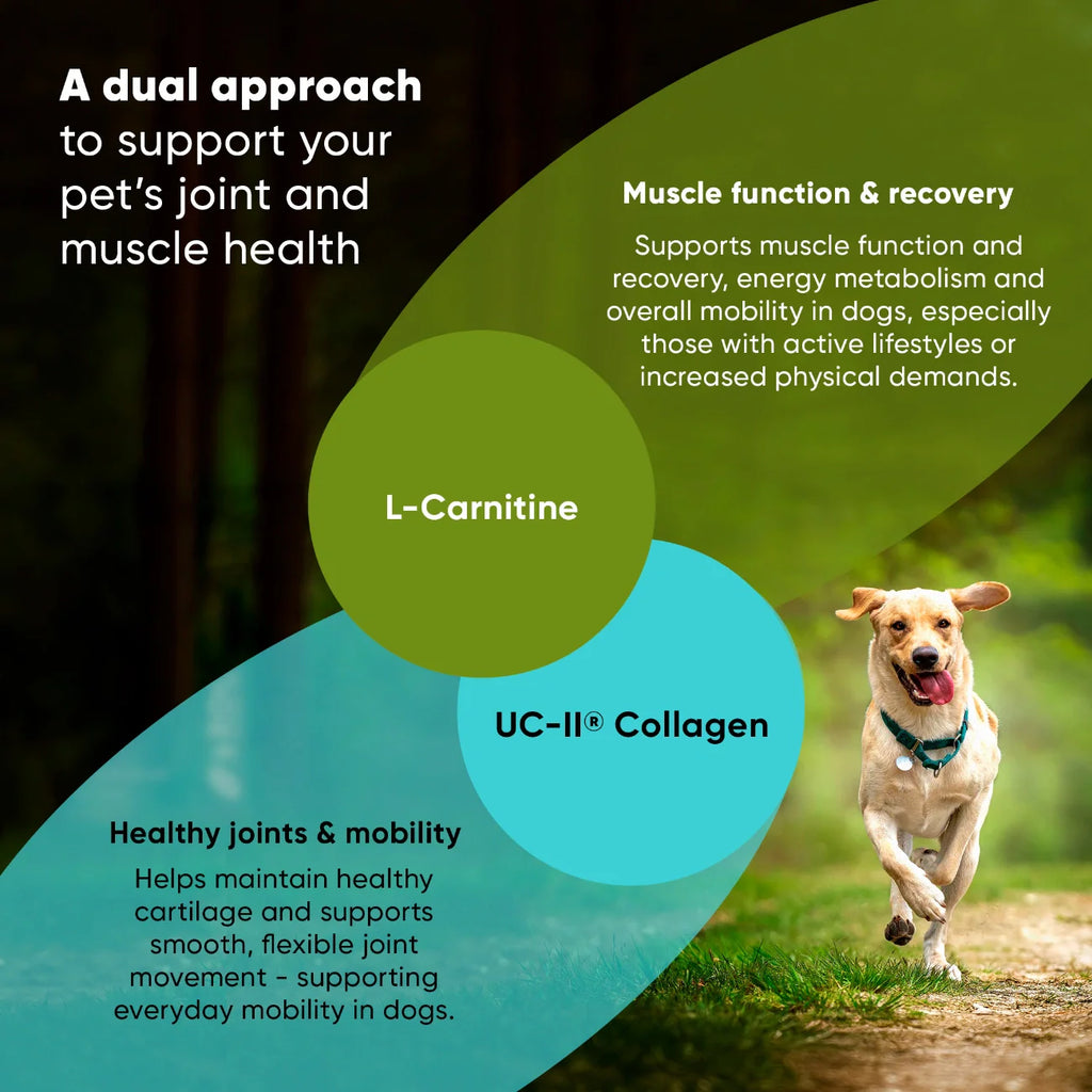 The Joint & Muscle Support