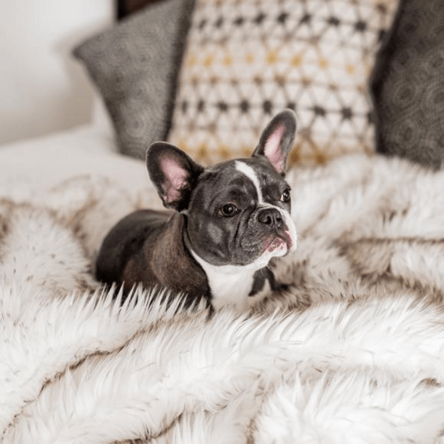 PupProtector™ Waterproof Throw Blanket | White with Brown Accents