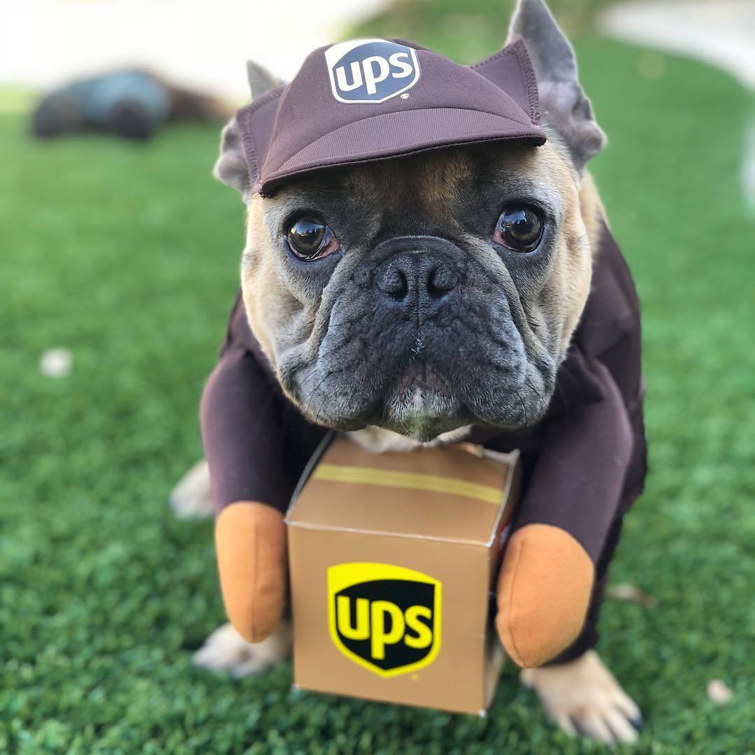 Delivery Driver Dog Costume — UPS or USPS Style