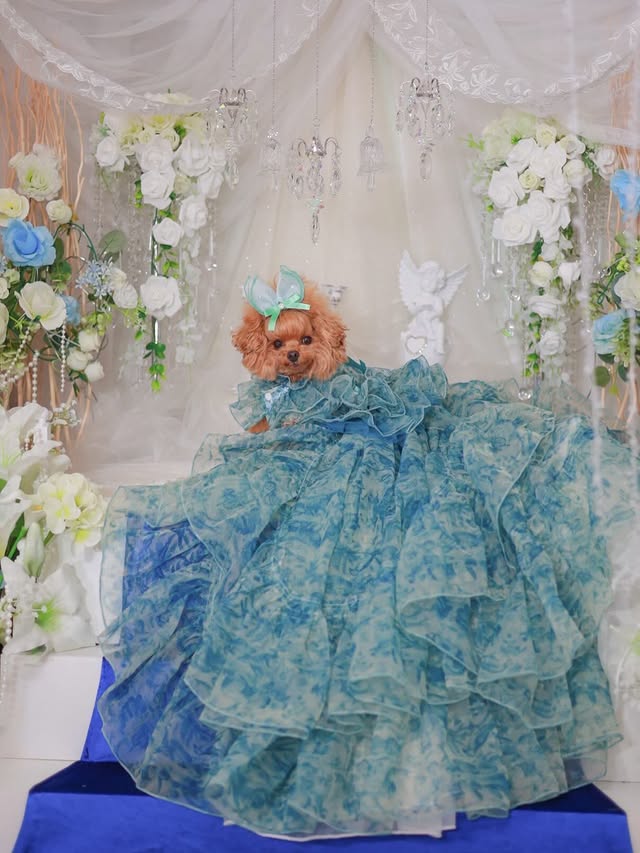Blue Floral Pet Wedding Dress | Detachable Train | Sizes XS–XL + Custom
