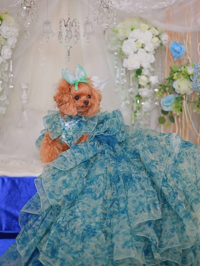 Blue Floral Pet Wedding Dress | Detachable Train | Sizes XS–XL + Custom