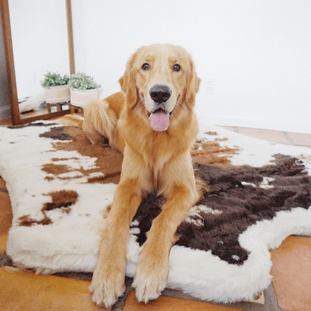 PupRug® Faux Cowhide Orthopedic Memory Foam Dog Bed — Brown