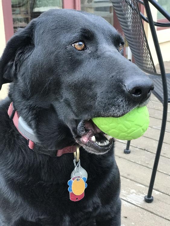 The Dino Egg Treat Dispenser
