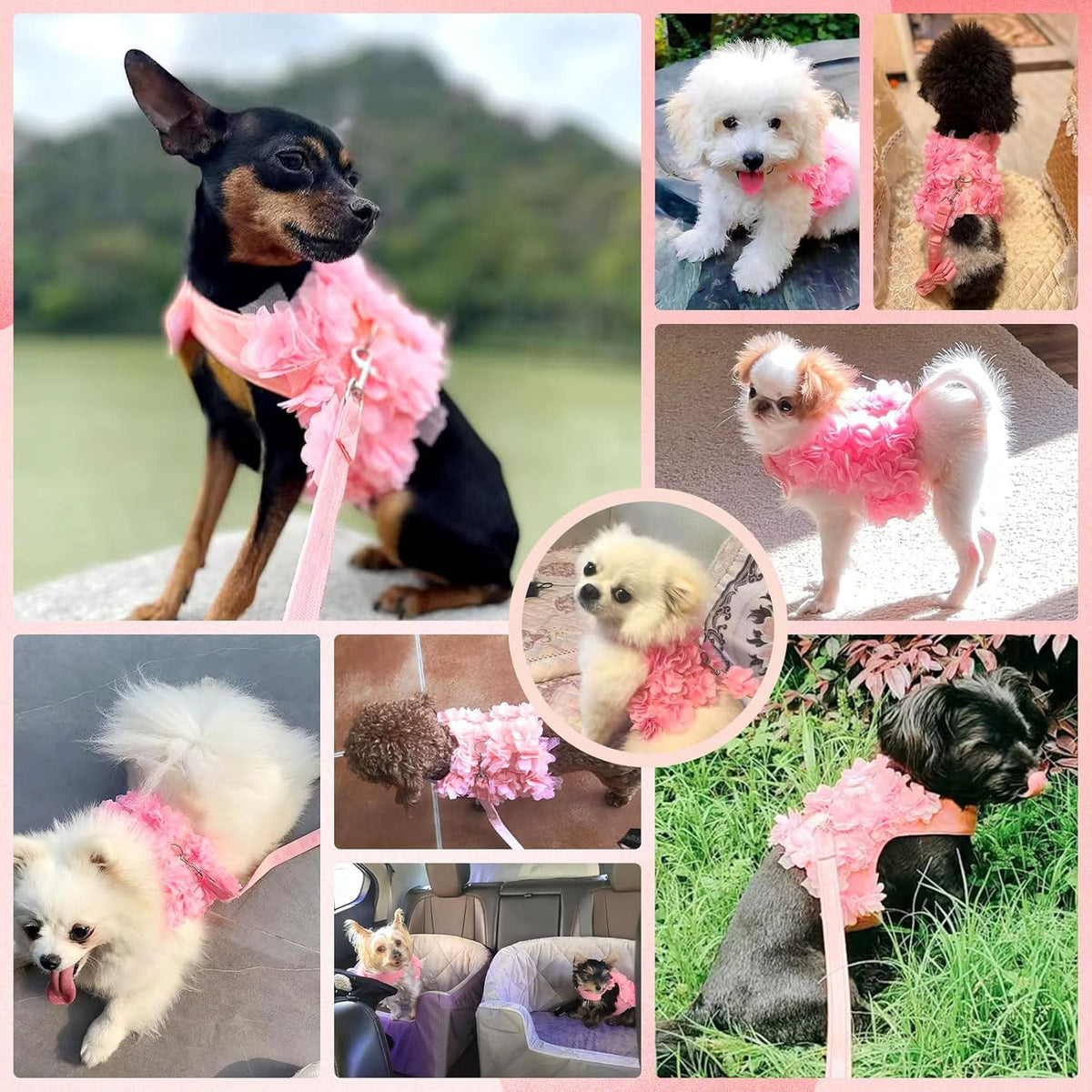 The Petal Bloom Harness & Leash Set