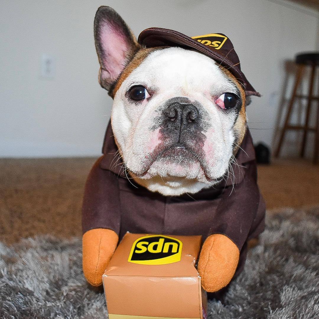 Delivery Driver Dog Costume — UPS or USPS Style