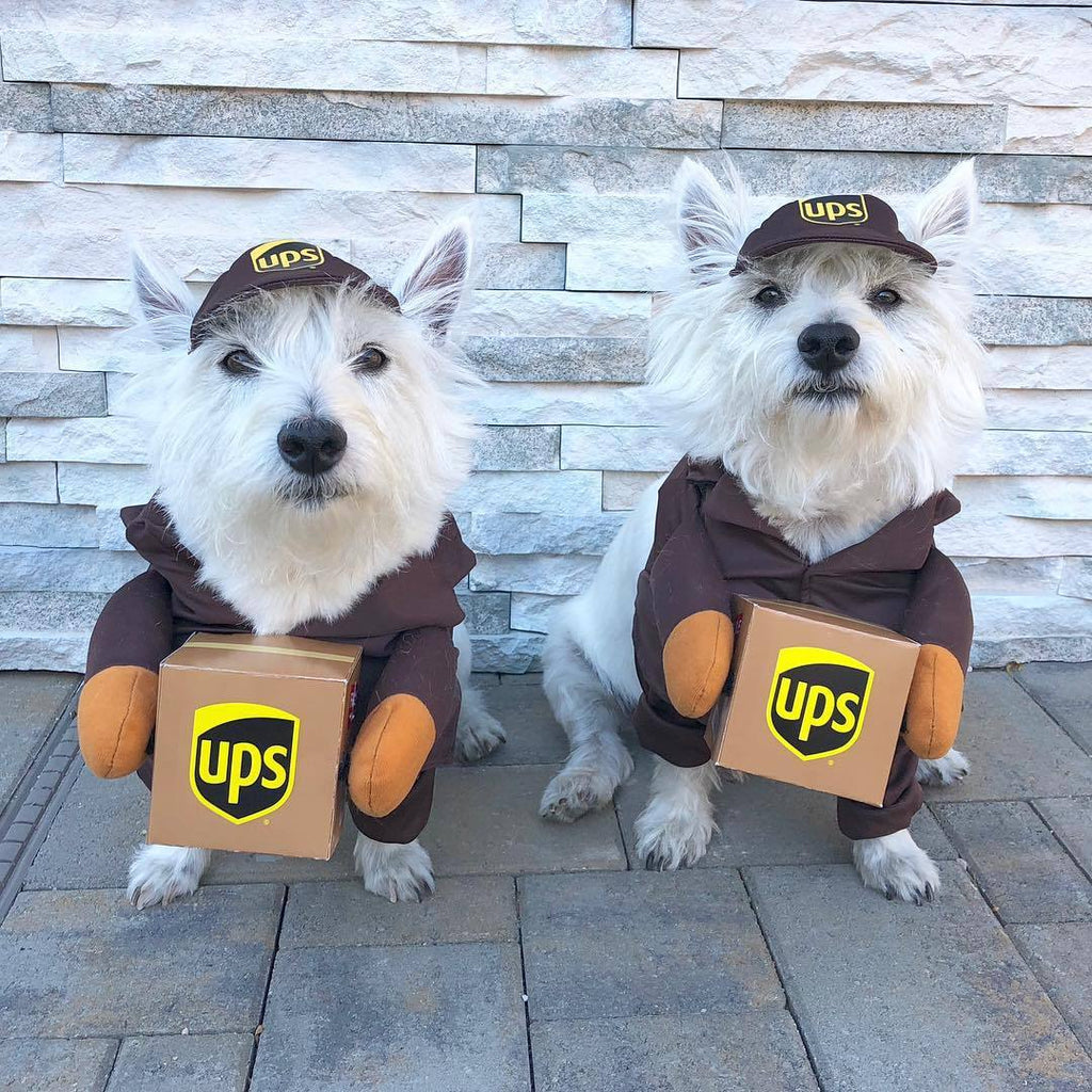 Delivery Driver Dog Costume — UPS or USPS Style