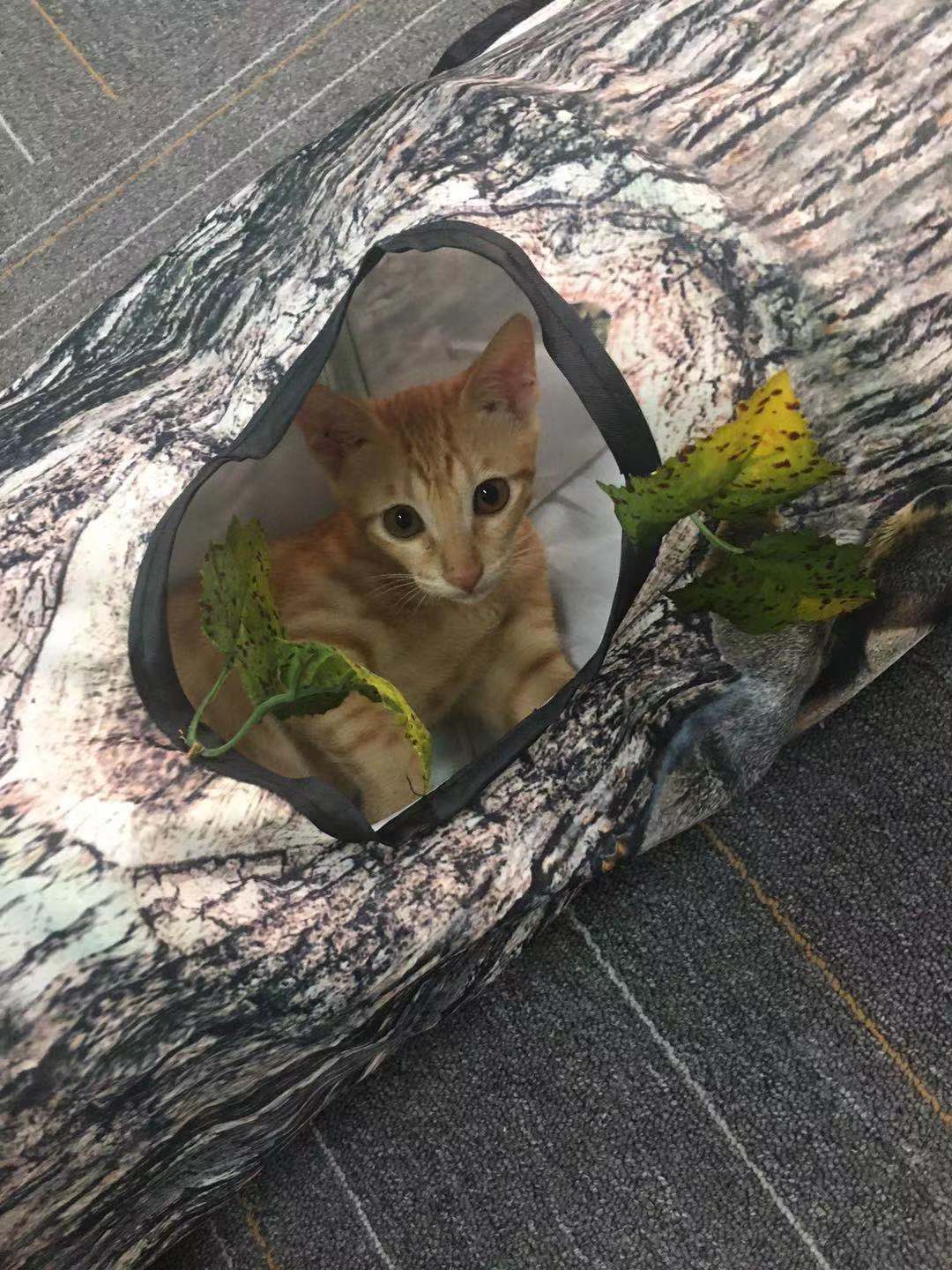 The Flauntly Paws Play Tunnel — Interactive Cat Tunnel Toy for Cats & Kittens