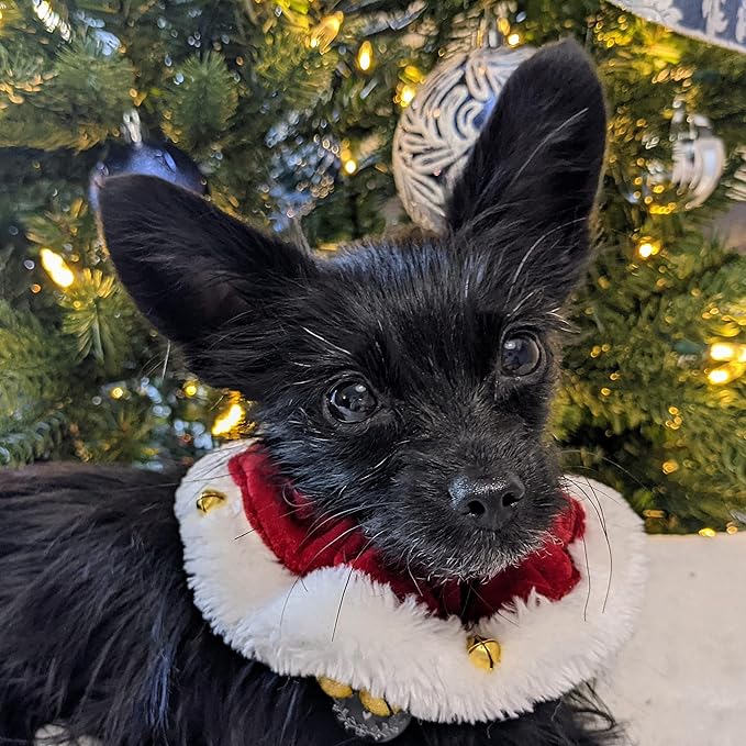 Santa Ruff Pet Scrunchy | Medium