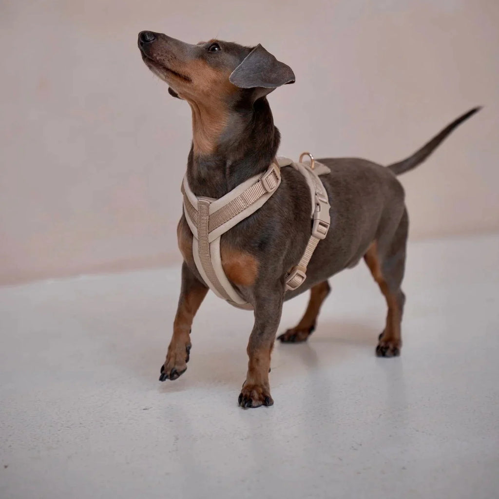 The Sand Dune Velvet Harness