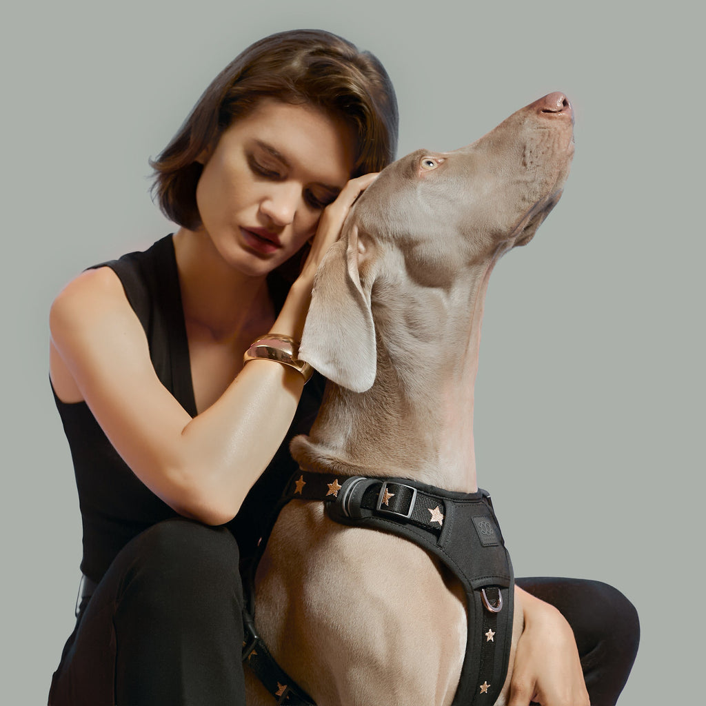 Dogistry NoMad Adjustable Luxe Harness — Rockstar