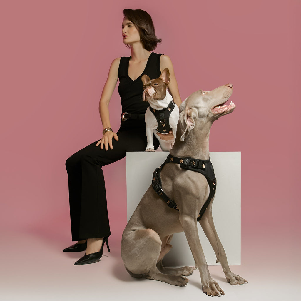 Dogistry NoMad Adjustable Luxe Harness — Rockstar