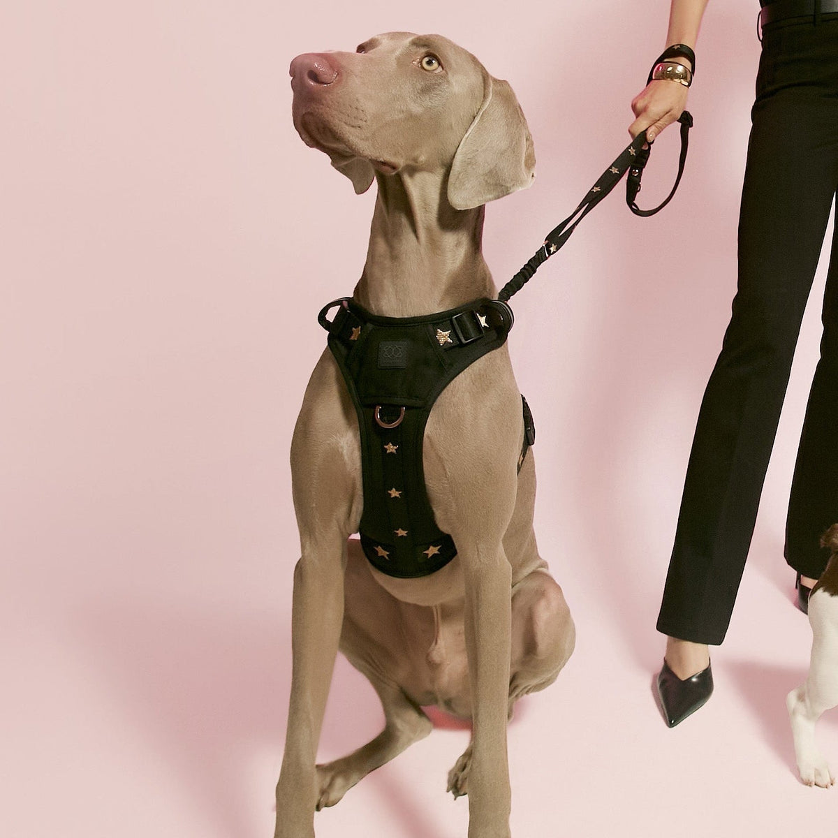 Dogistry NoMad Adjustable Luxe Harness — Rockstar