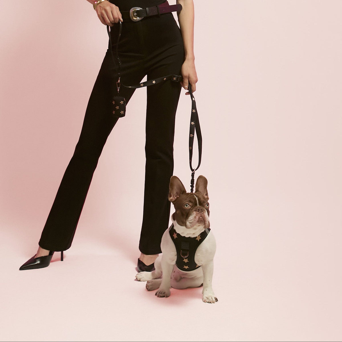 Dogistry Rockstar Waste Bag Dispenser — Stellar