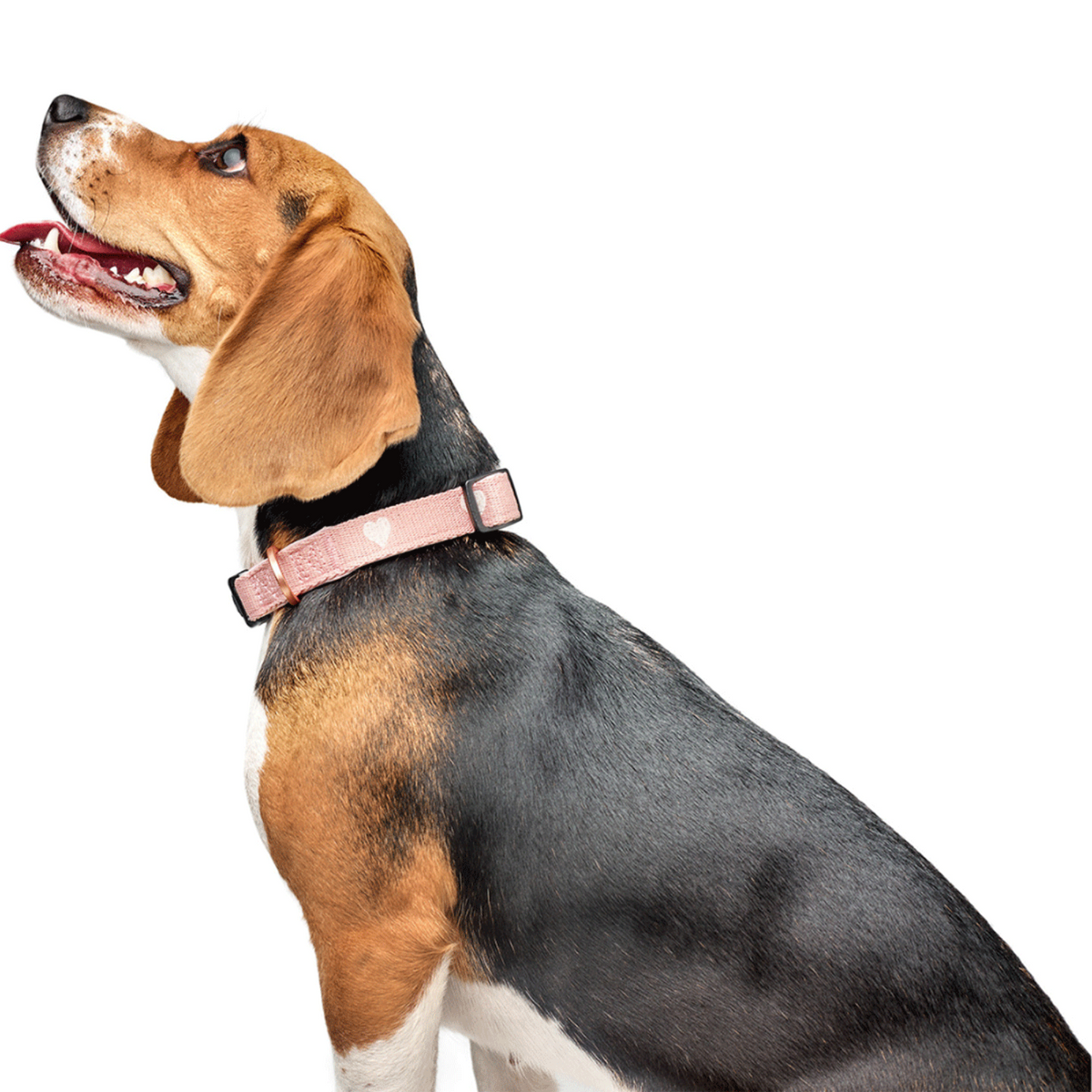 Dogistry × Fi Sweetheart 3+ Collar Band