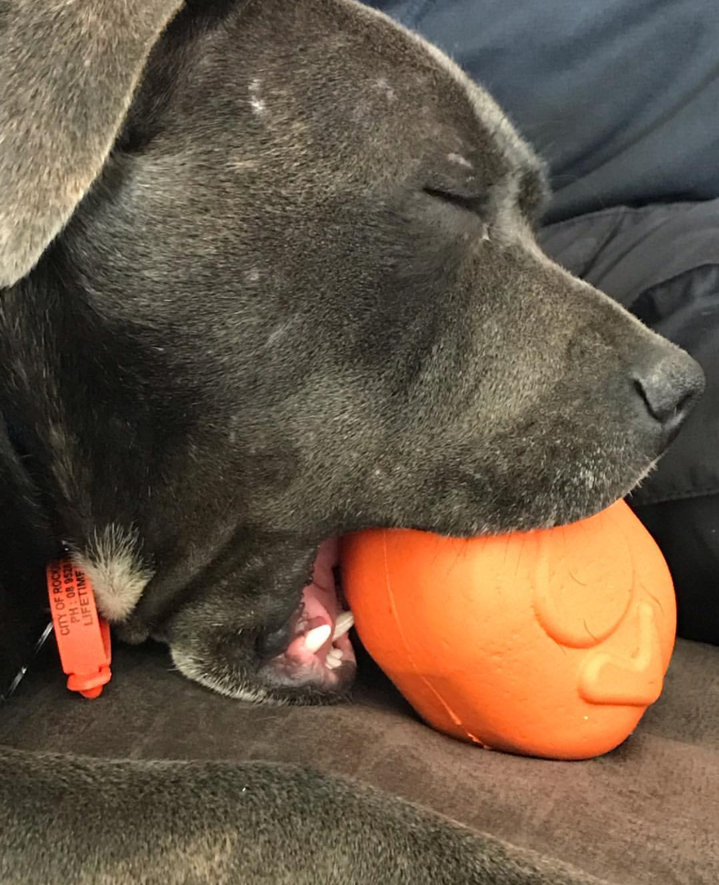 Roasted Turkey Dog Chew Toy & Treat Dispenser | SodaPup | USA Made