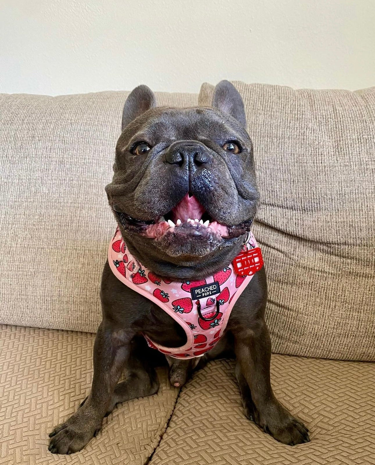 The Strawberry Fields Harness