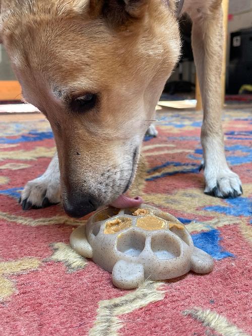 Flauntly Paws Turtle eChew Nylon Dog Toy