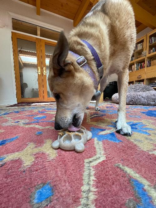 Flauntly Paws Turtle eChew Nylon Dog Toy