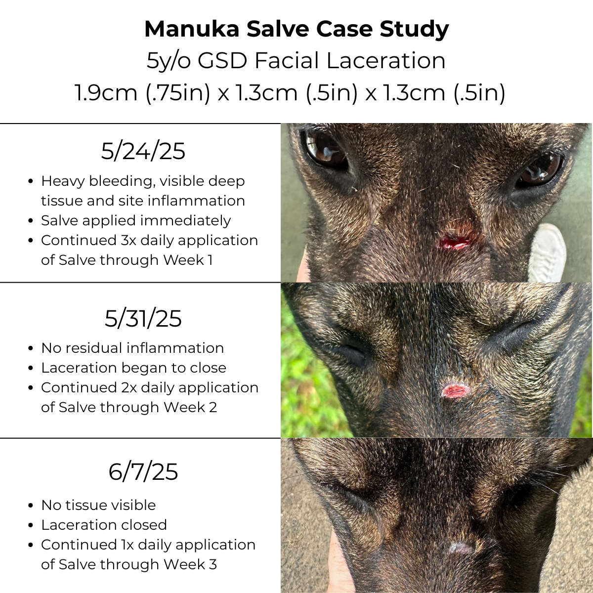 Manuka Honey Salve for Dogs, Horses & Humans