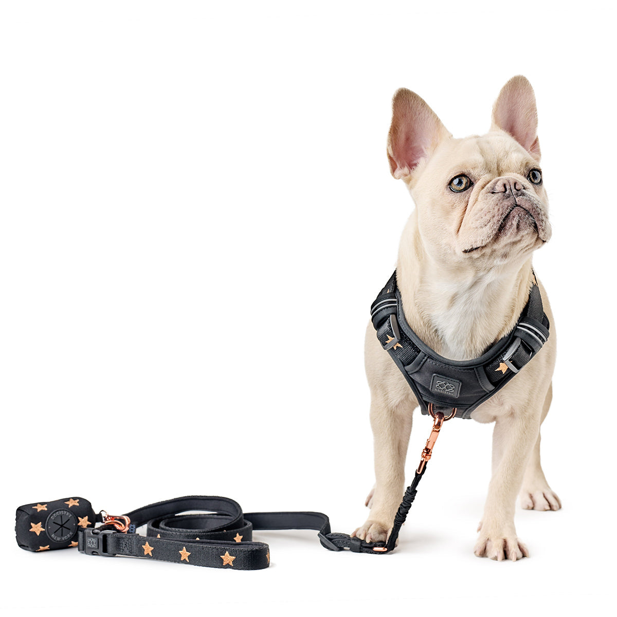 Dogistry 3-in-1 City Dog Leash — Rockstar