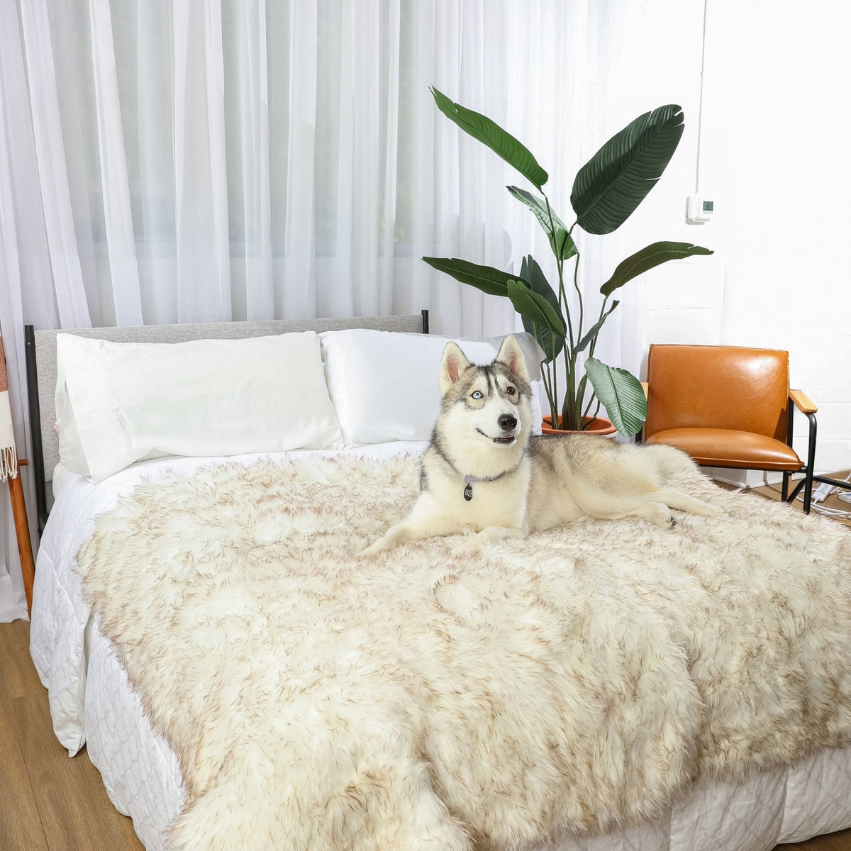 PupProtector™ Waterproof Throw Blanket | White with Brown Accents