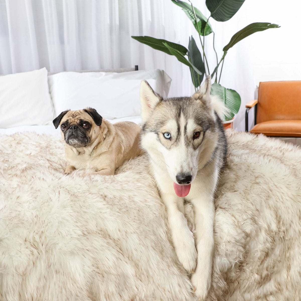 PupProtector™ Waterproof Throw Blanket | White with Brown Accents