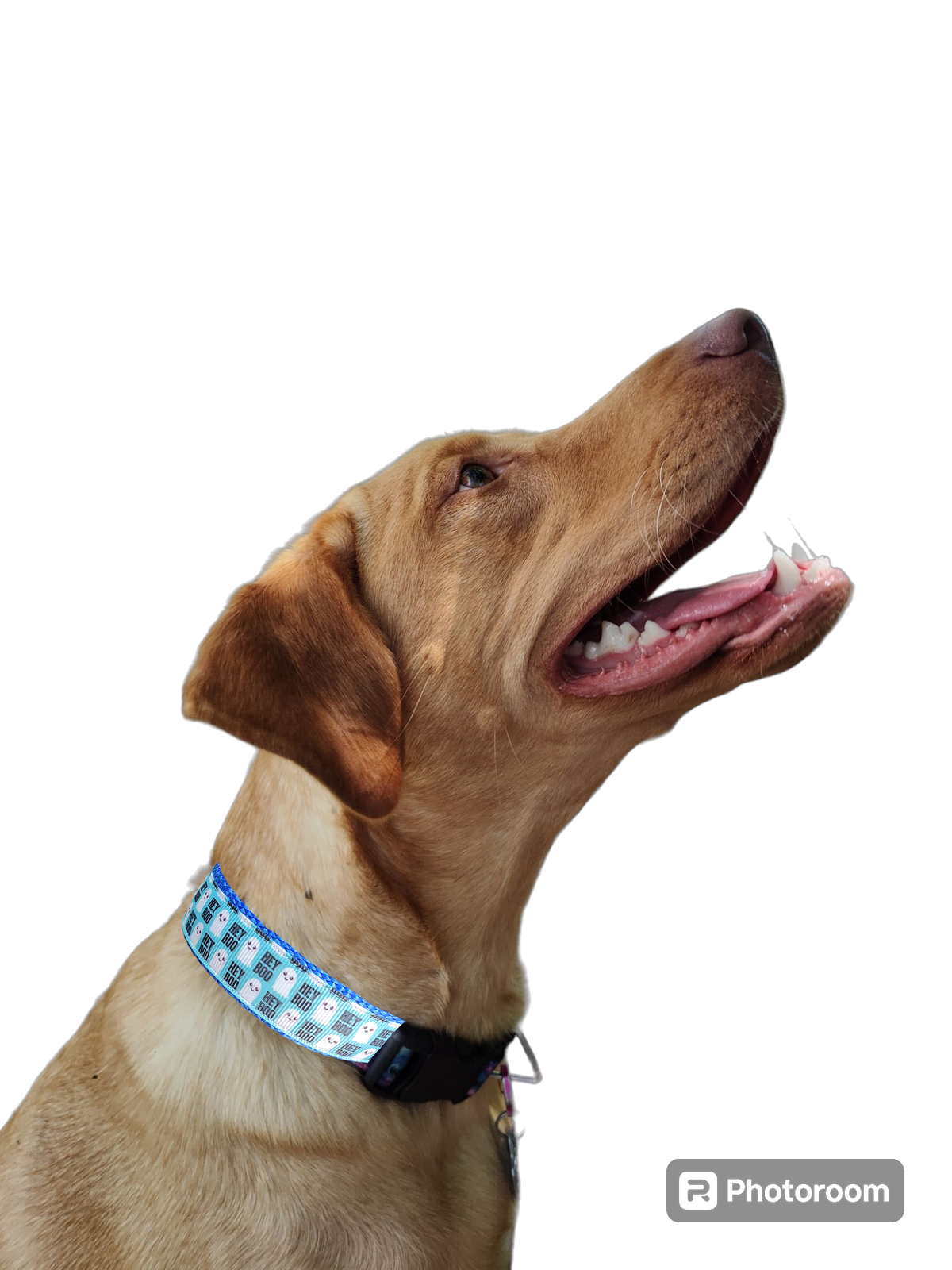 Halloween "Hey BOO!" Dog Collar — Handmade in the USA