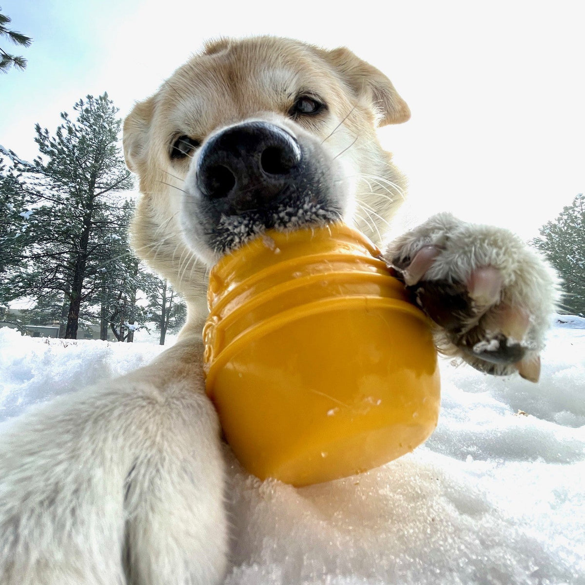 The Honey Pot Treat Dispenser
