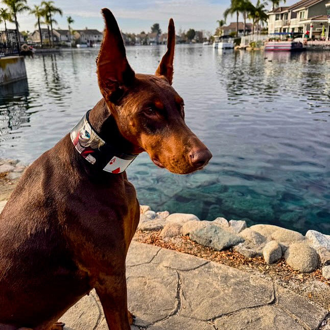 The “Harley” Limited Edition Collar by Bestia — Harley Quinn-Inspired